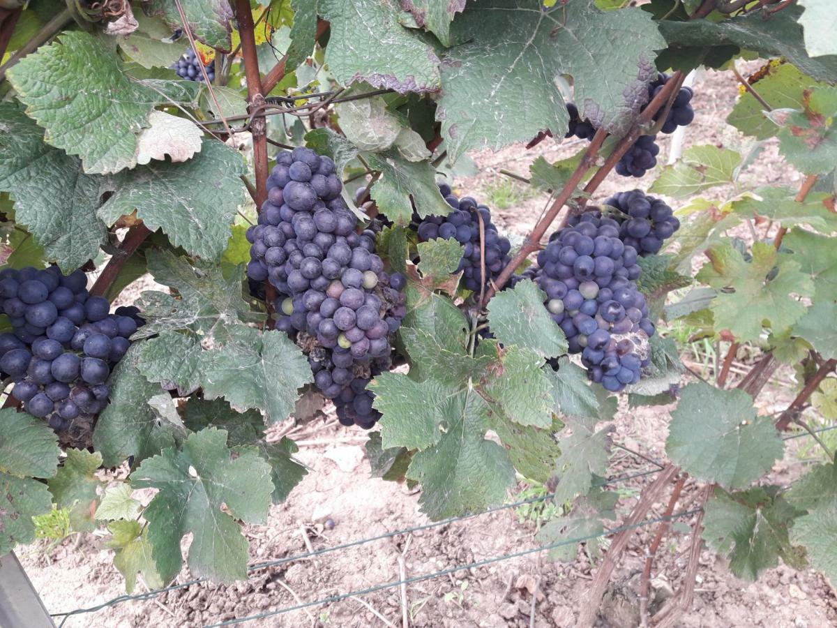 Flor'Ever En Champagne Fleury-la-Rivière Kültér fotó